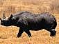 rinoceronte negro del oeste