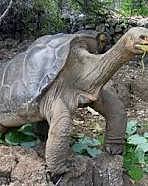 Tortuga gigante de Pinta, Chelonoidis abingdoni.