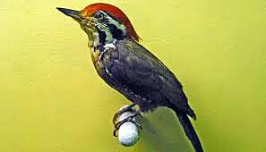 El pájaro carpintero de las Bermudas