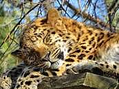 El tigre de Amoy o del sur de China