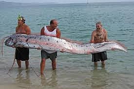 pez remo chino o pez espátula