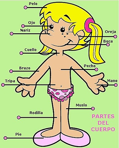COMO ENSEÑAR A LOS NIÑOS LAS PARTES DEL CUERPO HUMANO