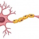 Diagrama celula vastago fondo blanco 1308 15286