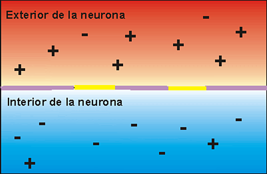 Neurona en reposo