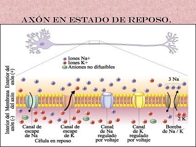 Se restablece el potencial de reposo