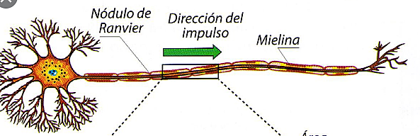 Se produce un impulso