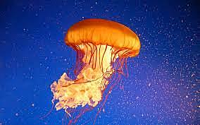 Sistema nervioso difuso