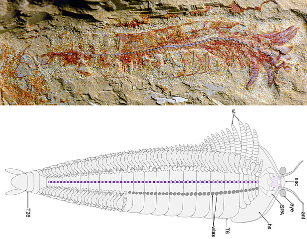 El Primer Cerebro y en qué Organismo
