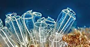 El surgimiento de las primeras neuronas.