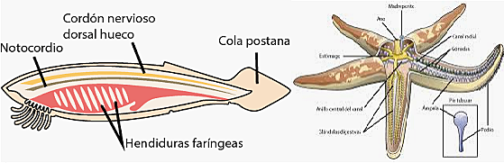 Tipos de organización nerviosa