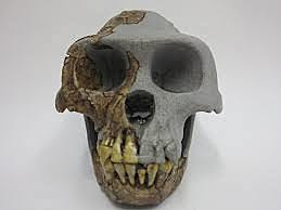Ardipithecus ramidus