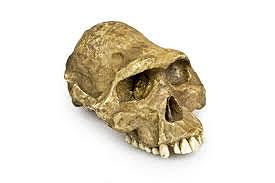 Australopithecus afarensis