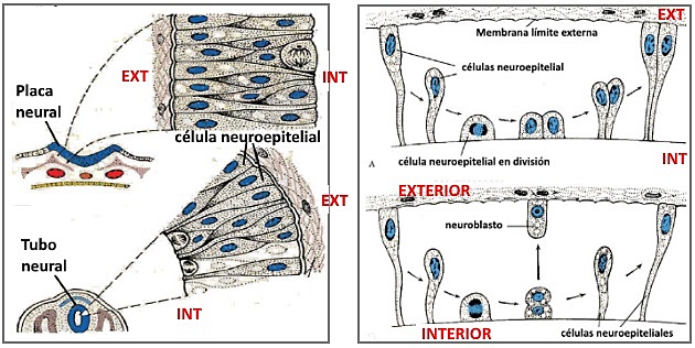 El surgimiento de la primera agrupación neuronal.