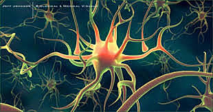 Surgimiento de las Primeras Neuronas