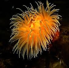 El surgimiento del sistema nervioso.