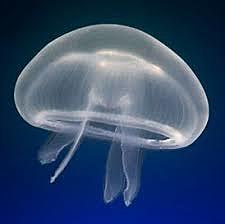 El surgimiento de las primeras neuronas.