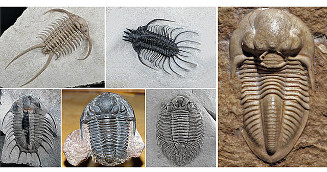 Trilobites