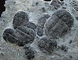 Trilobites