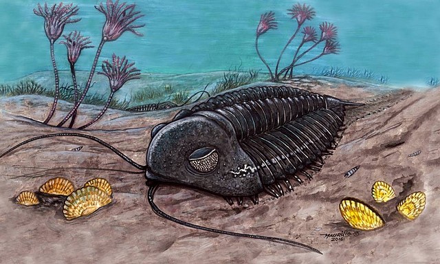Trilobites