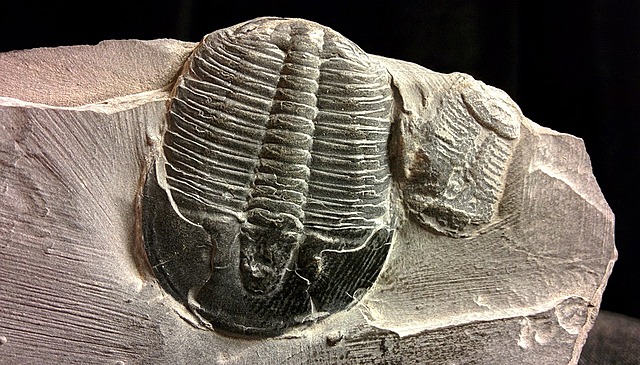 Trilobites