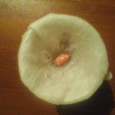 Timeline: GERMINACIÓN  DE LA SEMILLA DE FRIJOL