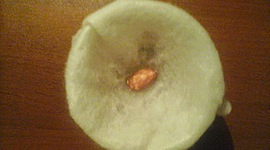 Timeline: GERMINACIÓN  DE LA SEMILLA DE FRIJOL