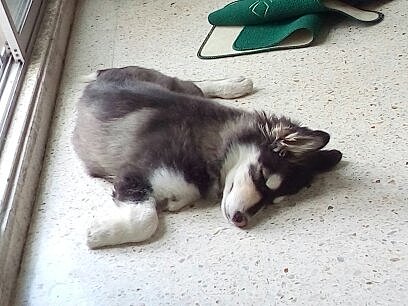 A new member of the family