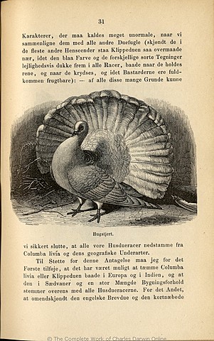 Publication of On the Orgin of Species "A considerable revolution in natural history"