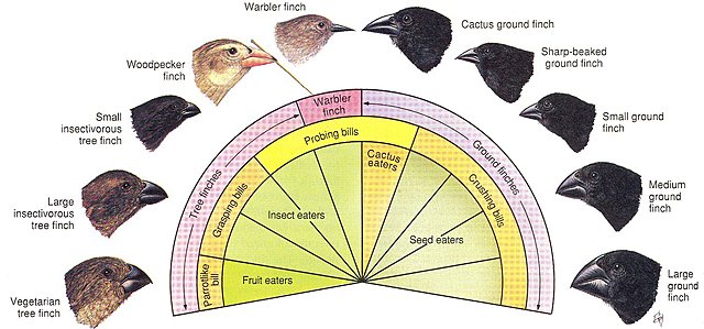 Darwin reached the Galapagos Islands and found finches