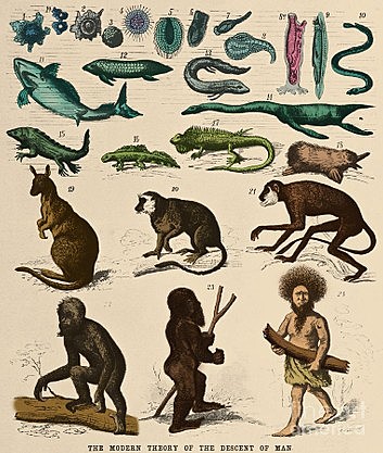 Publication of the Decent of Man