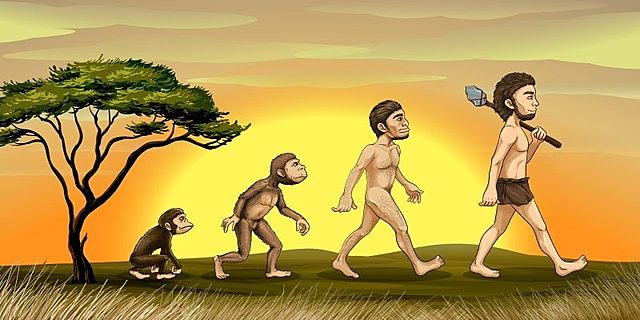 Los primeros Homínidos (Humanos Primitivos)