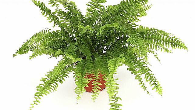 las primeras plantas