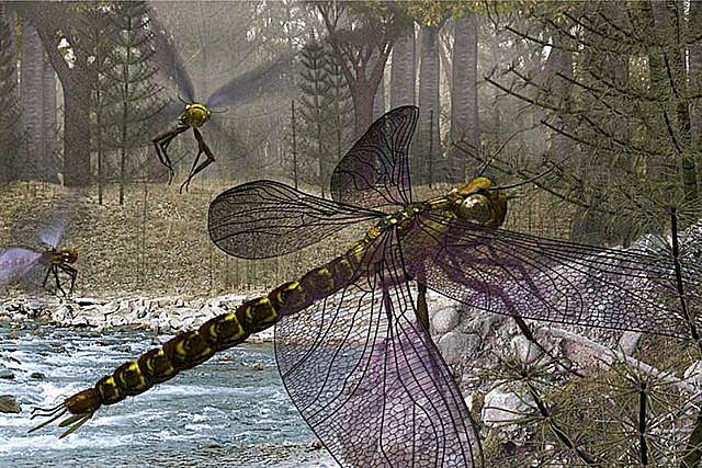 los primeros insectos