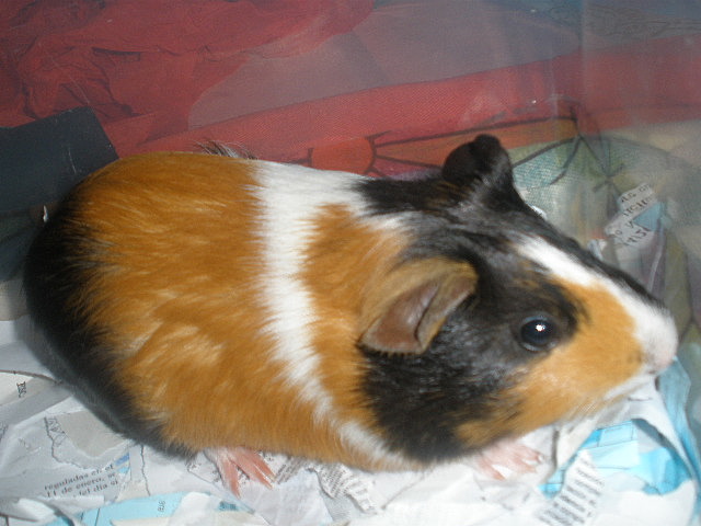 MI SEGUNDA MASCOTA (ALVIN)