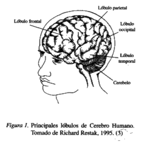 PIAGET: El lenguaje y el pensamiento en el niño