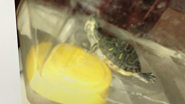 MI PRIMER MASCOTA (GORKA)