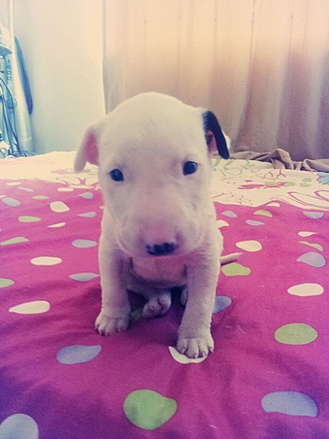 ME REGALARON LA PERRITA MAS DULCE QUE HAY