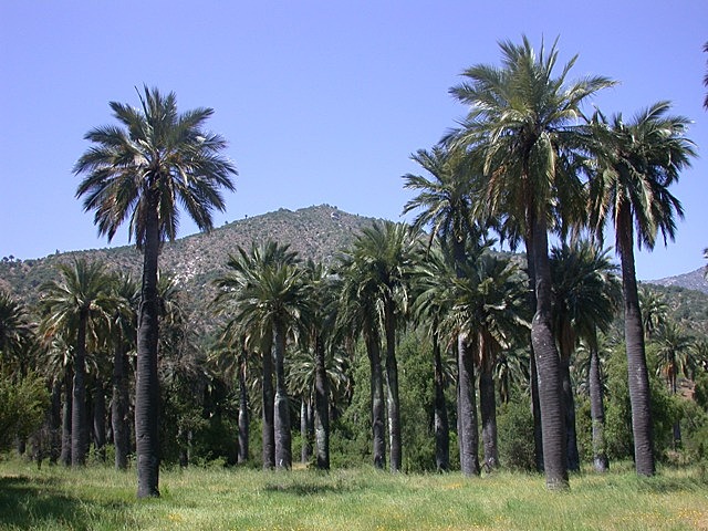 Paschalococos Disperta