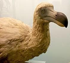 DODO