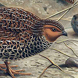 EL CODORNIS DE NUEVA ZELANDA