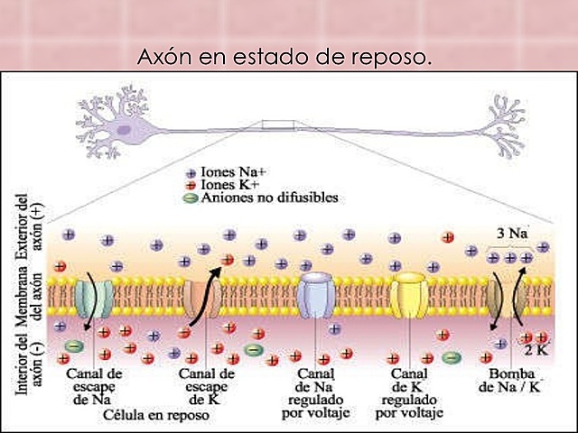 1- Potencial de reposo