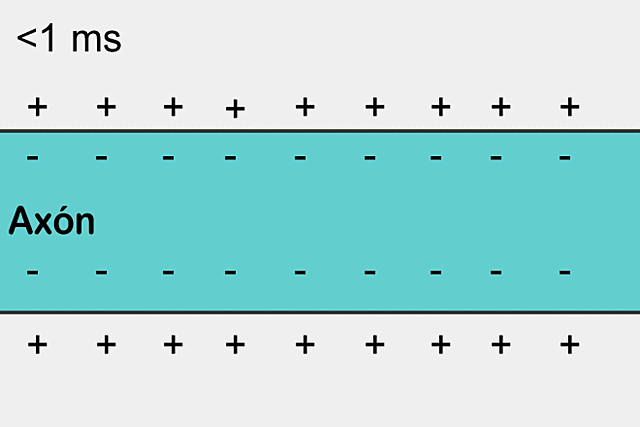 2- Despolarización 1/2