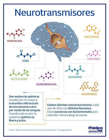 7- El potencial de acción y la liberación de neurotransmisores 2