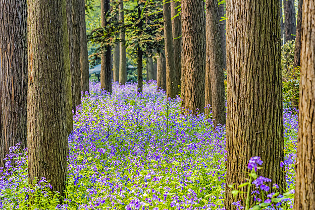 A day in the wood (Chapter 6).