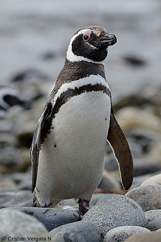 Pingüino de Magallanes