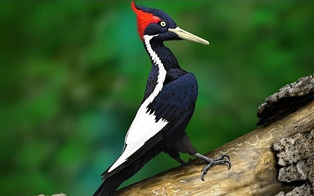 Pájaro Carpintero Imperial