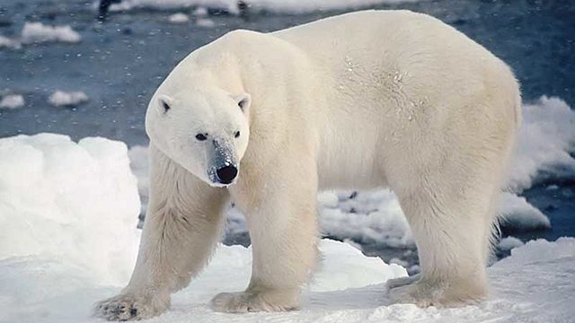 Oso Polar