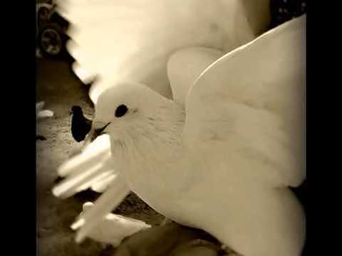 "La Paloma", por Juan Meléndez Valdés (no se sabe cuando se escribió)