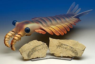 Anomalocaris