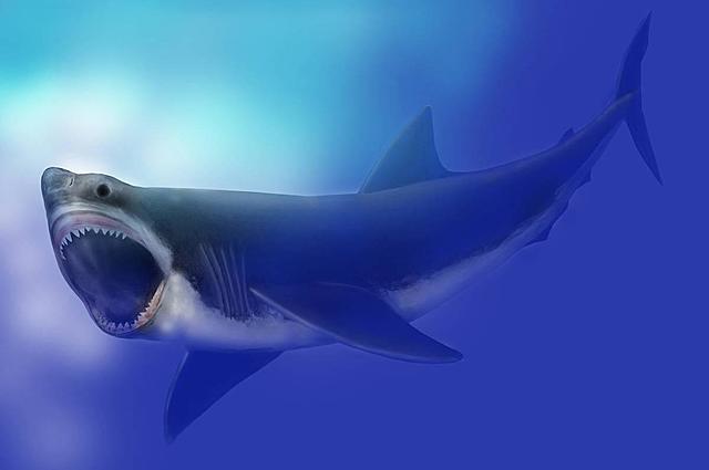 Carcharodon megalodon